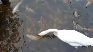 Swan eating fish pellets make weird sounds.