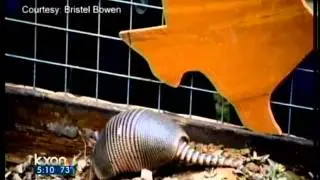Bee Cave Bob joins Punxsutawney Phil