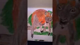 Common Wallaroo Artwork