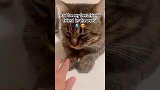 Can you be my best friend?😍#cat #catshorts #shortvideo#cats #cute #shorts #funnycats #funnyvideos