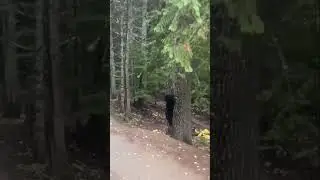 Ведмедик тікає від велосипедистів! 🐻🚴 #bear #ScaredBear #BikeEncounter #WildlifeReaction #shorts