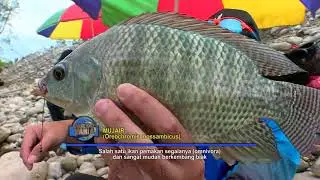 MANCING MANIA | MENCARI GURAME MONSTER DAN MUJAIR DI DALAM HUTAN (25/02/18) 1-3
