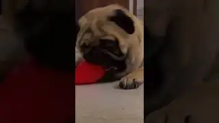 cute pug dog ( coco) 😍 #coco #pug #viral #petlover #ytshorts