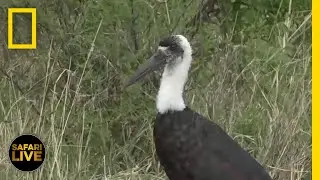 Safari Live - Day 27 | National Geographic