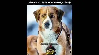 😲😲Este perro llamado Buck es un aut&eacute;ntico l&iacute;der.
