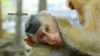 Cute baby Rex feeling comfortable with Mom Rose sweet nurse her son Rex