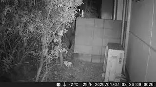 【WILD Animal TOKYO】Japanese HAKUBISHIN is invating housing area.