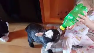 Bottle feeding baby goat