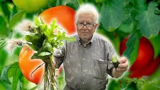 Nonno's Epic Garden Tour 2025 | See What He's Growing!