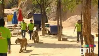 Thailand's Tiger Temple
