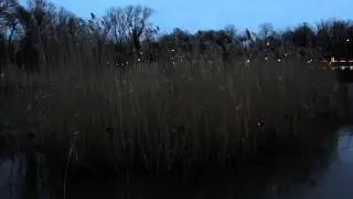 Reed Wave, Egied Simons, Parklicht 2015, Amsterdam Light Festival