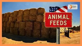 | Kenyas Gold | Testing animals feed in the lab| Part 2