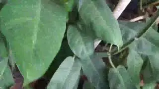 Grow organically 
