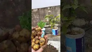Harvesting Potatoes from Terrace Garden#terracegarden#gardening#potato#plants #vegetablegarden#viral