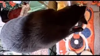 Hello Street Cat Restream (alternative feeders)