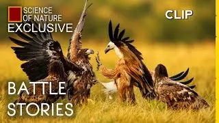 White Tailed Eagle Clashing with a Black Vulture over Food | Battle Stories  #Exclusive