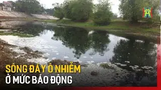 Sông Đáy ô nhiễm trầm trọng | Tin tức
