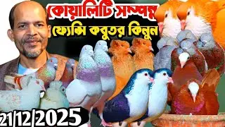 কোয়ালিটি সম্পন্ন ফ্যান্সি কবুতর কিনুন আজ পাইকারি দামে লাহরী বোম্বাই সাটিন রেসার শোকিং রেসার 