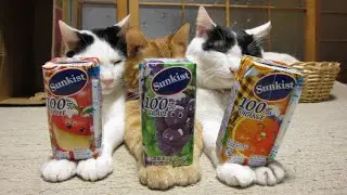 うずまきLIVE配信？　放置？　朝まで？　2026年2月1日