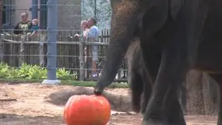 Elephant Pumpkin Smash at the Grand Opening