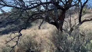 Calling Javelina 1