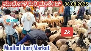 ಪ್ರತಿ ಶುಕ್ರವಾರ ಮುಧೋಳ್ ಕುರಿ ಮಾರ್ಕೆಟ್.Mudhol kuri Market update 🐏 15.08.2025.#viralvideo 