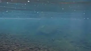 School of Trout #trout #troutfishing #flyfishing #wildlife #fishing #naturephotography #nature