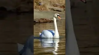 Water Bird #shorts #waterbird