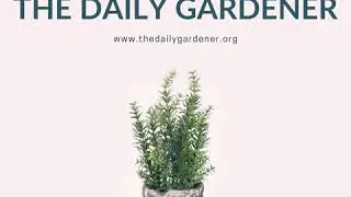 November 23, 2020 Fibonacci in the Garden, Nathaniel Ward, Alexander Anderson, Roald Dahl,...