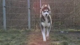 Tiere aus Leipzig suchen ein neues Zuhause: Husky »Bruno«