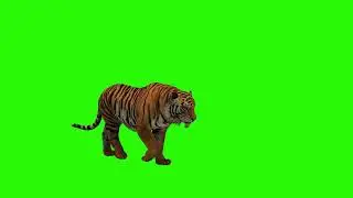 Free Green Screen Video Download Tiger [4K]
