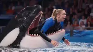😭Jessica Dolphin Incident | Educational Marine Life Documentary | dolphin and g...Dollphan Attack 😭