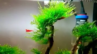 NanoCube: Endlich Garnelen! Und Endlers Guppy!
