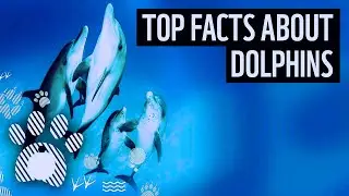 10 Fun Dolphin Facts