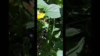 Ravilethannoru natuvaidhyam kandalo😁