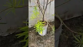 yellow kaner flower plant