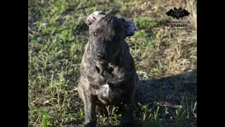 Hestia Cerberus Illusion - Cimarron Uruguayo puppy training - hand signals