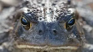 FROG OF THE WORLD - SOUND EFFECT (NATIO'S ID)