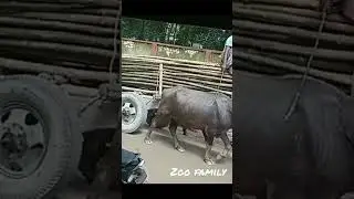 Traditional buffalo cart