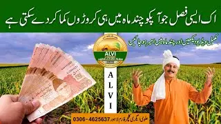 Reality of NARC G1 garlic Pakistan is going to export NARC G1  Garlic for the&nbsp;first&nbsp;time.