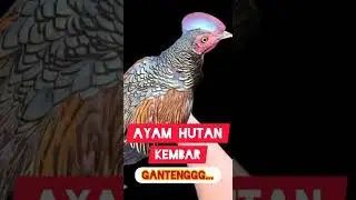 Green Jungle Fowl/ Gallus Varius.