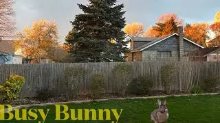 Busy Bunny