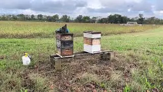 VLOG: SAVANNA APIARY! Gameplanning.