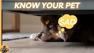 How to Understand Your Dog's Body language