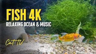 Relaxing Fish Video for Cats to Watch 4K | Real Fish & Ocean Sounds for Cat TV