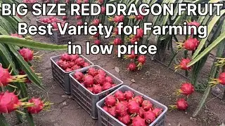 Big Size Red Dragon Fruit Variety for Farmering in low price || #bestdragonfruit #reddragonfruit 