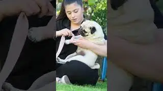 Dog Snake Bites | Learn First Aid
