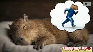 #animals #capybara