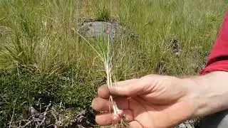 Things to know about Wild Chives