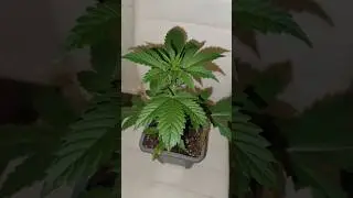 Guava RF3 Auto 🔥 Day 14 📅 Spiderfarmer Growequipements 💚#youtubeshorts #shorts
